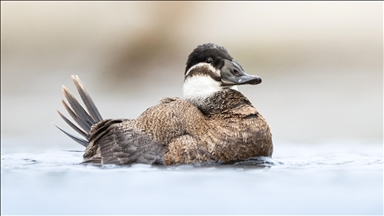 Nesli tehlike altındaki dikkuyruk ördekleri Kocaeli’de görüntülendi