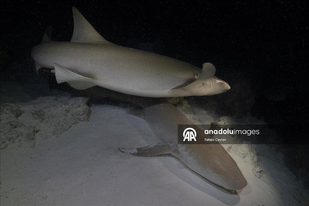 Maldivler’de köpek balıkları dalış turizminin ilgi odağı oluyor