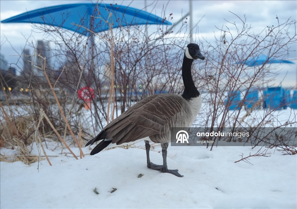 Число погибших из-за аномальных холодов в Нью-Йорке выросло до 26