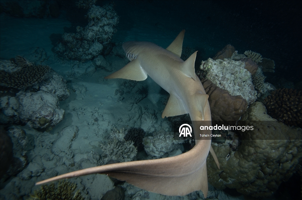 Maldivler’de köpek balıkları dalış turizminin ilgi odağı oluyor