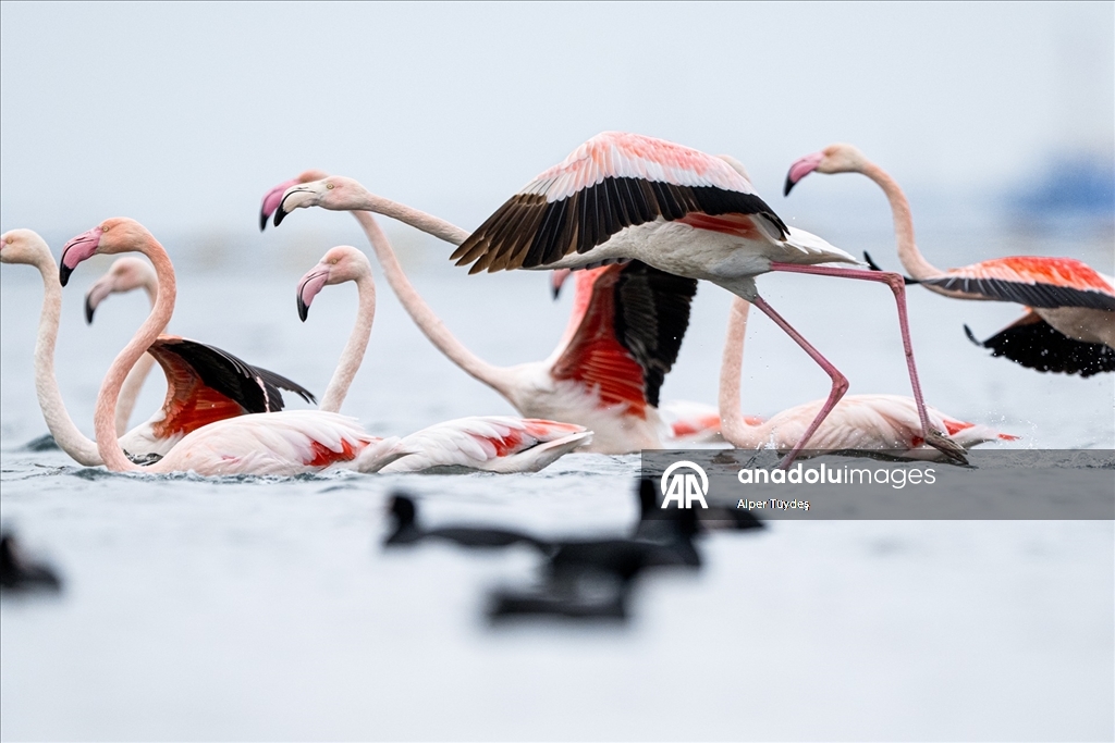 Kocaeli Körfezi’nde flamingolar kıyılarda görüntülendi