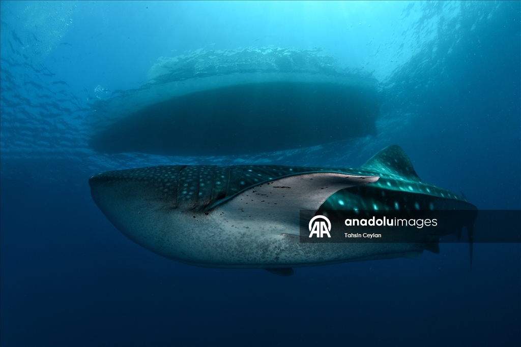 Maldivler’de köpek balıkları dalış turizminin ilgi odağı oluyor