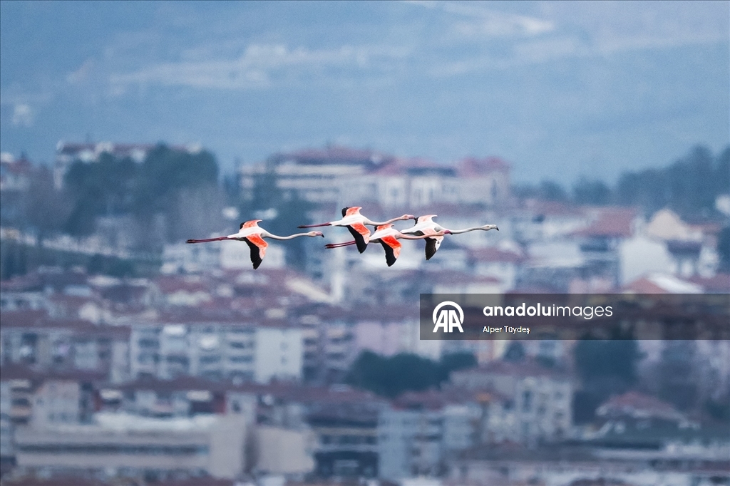 Kocaeli Körfezi’nde flamingolar kıyılarda görüntülendi