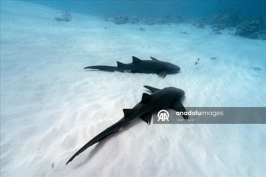 Maldivler’de köpek balıkları dalış turizminin ilgi odağı oluyor