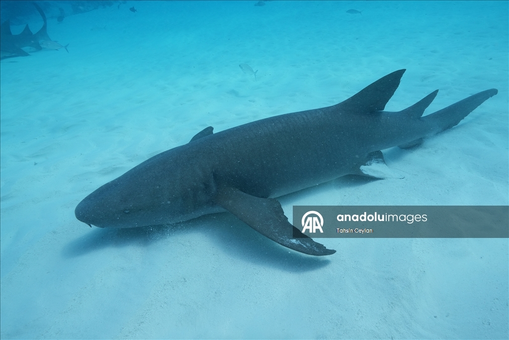 Maldivler’de köpek balıkları dalış turizminin ilgi odağı oluyor