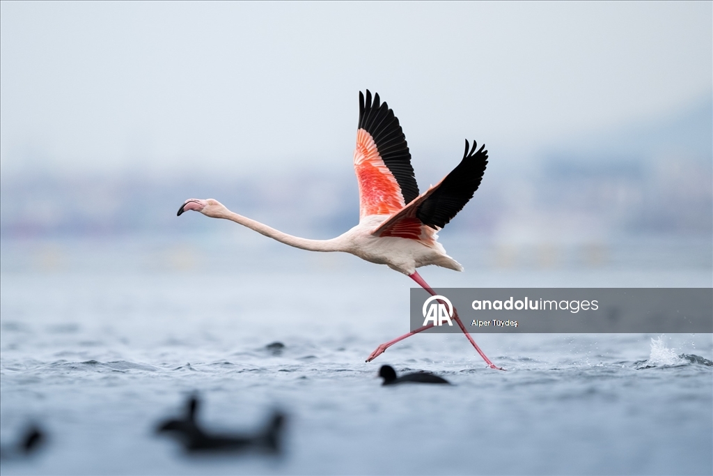 Kocaeli Körfezi’nde flamingolar kıyılarda görüntülendi