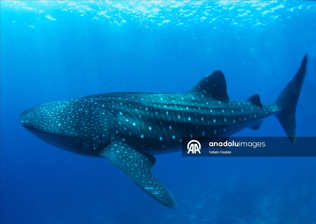 Maldivler’de köpek balıkları dalış turizminin ilgi odağı oluyor
