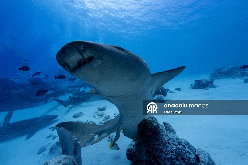 Maldivler’de köpek balıkları dalış turizminin ilgi odağı oluyor