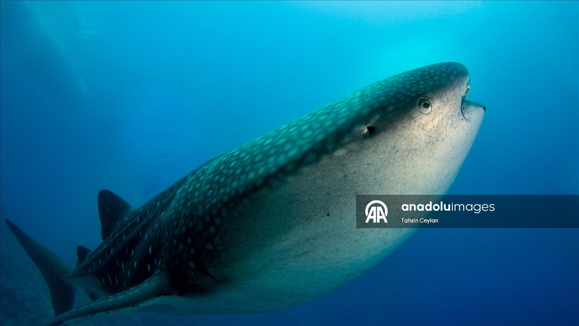 Maldivler’de köpek balıkları dalış turizminin ilgi odağı oluyor