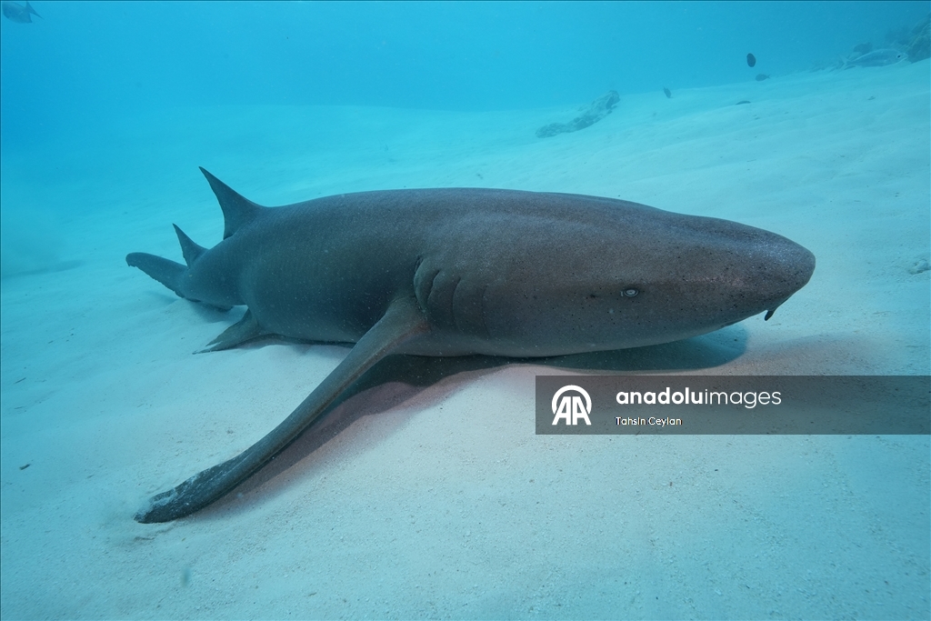 Maldivler’de köpek balıkları dalış turizminin ilgi odağı oluyor