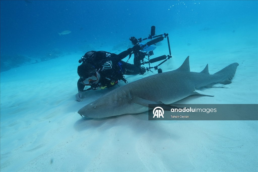Maldivler’de köpek balıkları dalış turizminin ilgi odağı oluyor