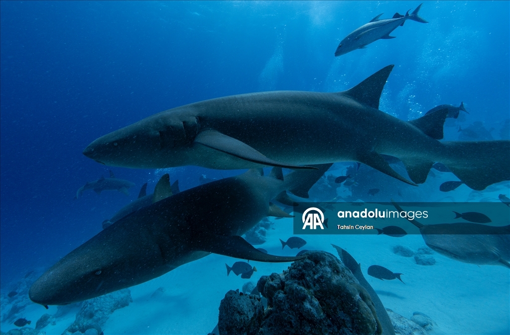 Maldivler’de köpek balıkları dalış turizminin ilgi odağı oluyor