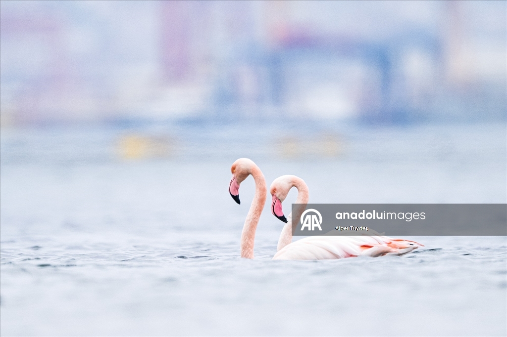 Kocaeli Körfezi’nde flamingolar kıyılarda görüntülendi