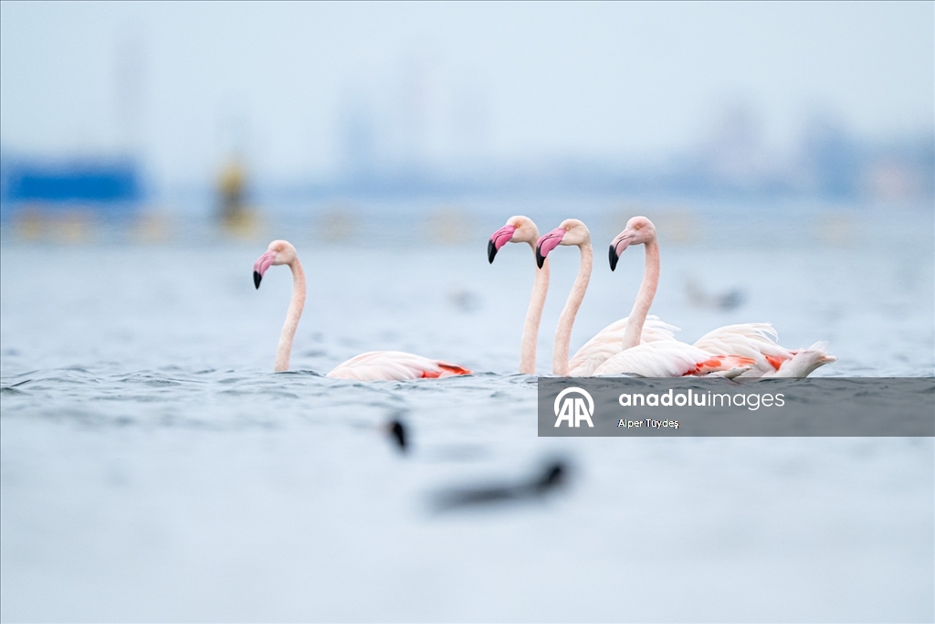 Kocaeli Körfezi’nde flamingolar kıyılarda görüntülendi