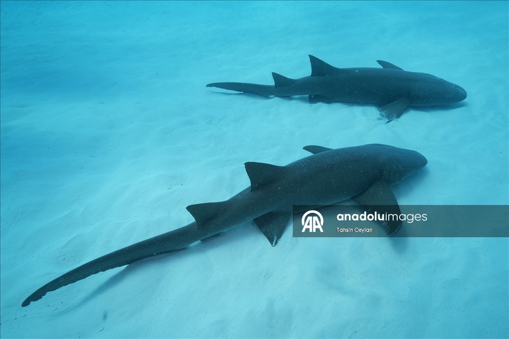 Maldivler’de köpek balıkları dalış turizminin ilgi odağı oluyor