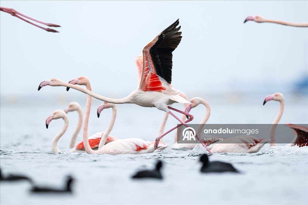 Kocaeli Körfezi’nde flamingolar kıyılarda görüntülendi