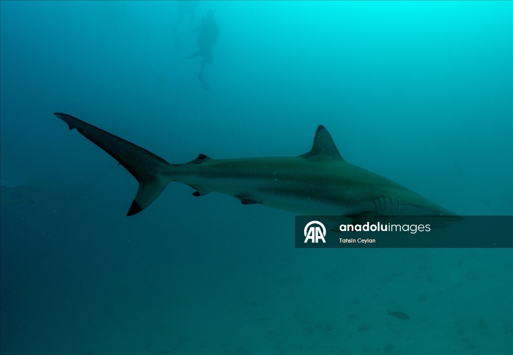 Maldivler’de köpek balıkları dalış turizminin ilgi odağı oluyor