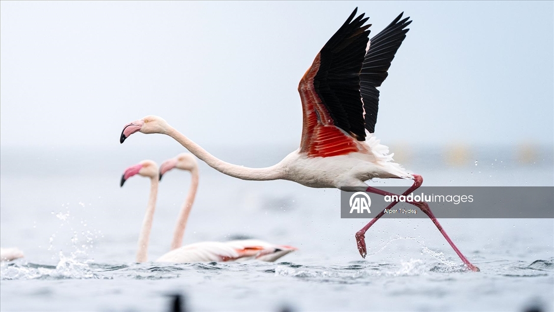 Kocaeli Körfezi’nde flamingolar kıyılarda görüntülendi