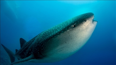 Maldivler’de köpek balıkları dalış turizminin ilgi odağı oluyor