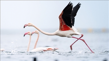 Kocaeli Körfezi’nde flamingolar kıyılarda görüntülendi