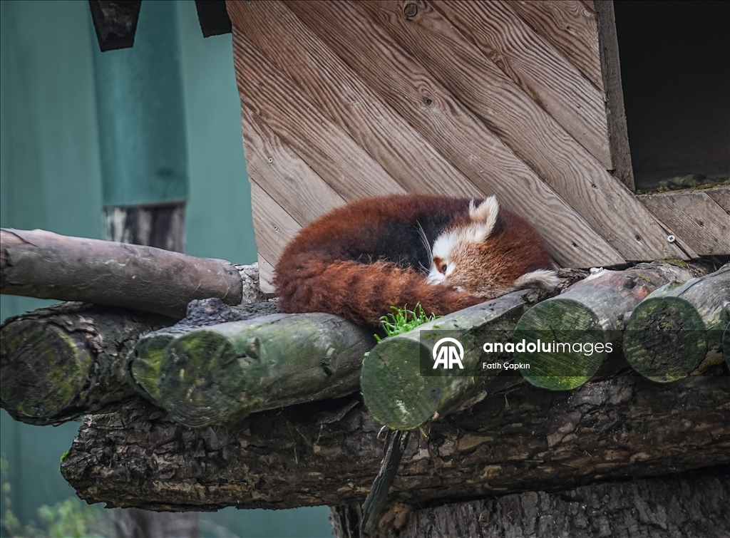 Bursa Hayvanat Bahçesi'nde kırmızı panda yavrularına özenle bakılıyor