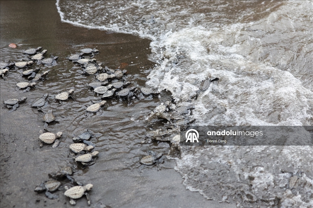 500 Olive Ridley sea turtles released into ocean in Philippines to raise conservation awareness 