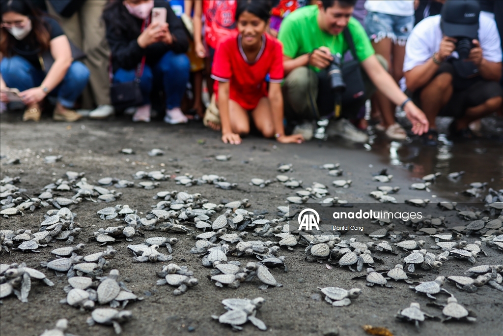 500 Olive Ridley sea turtles released into ocean in Philippines to raise conservation awareness 