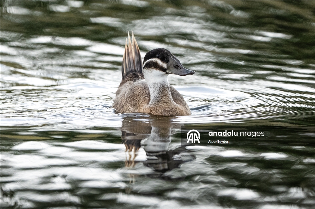 Редкие белоголовые савки замечены в турецком Коджаэли