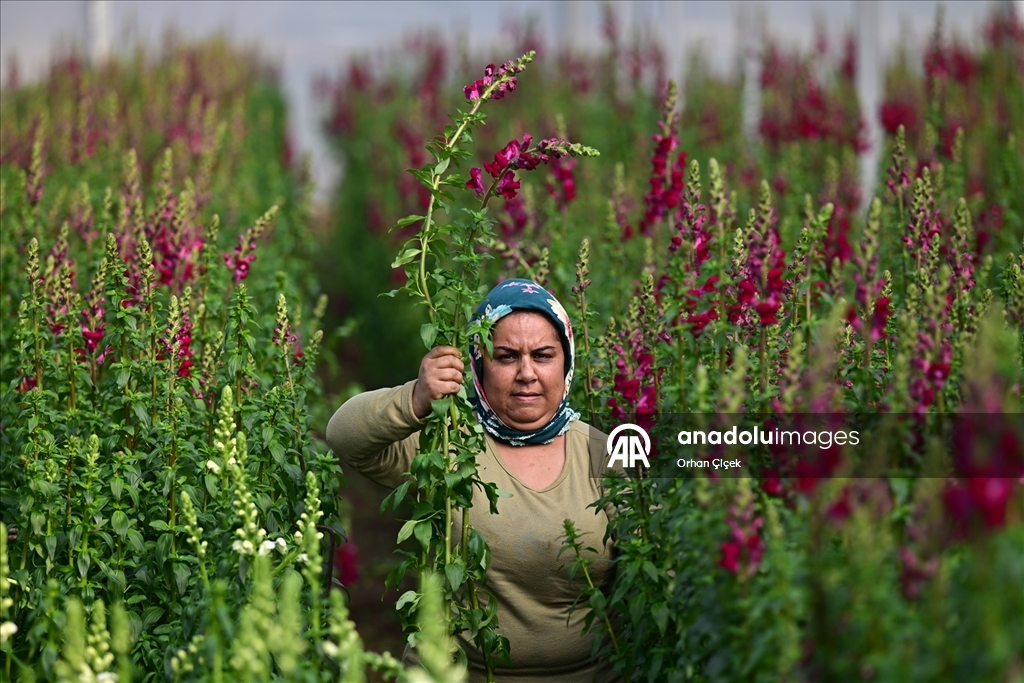 Kesme çiçek ihracatında "aslanağzı" alternatif oldu