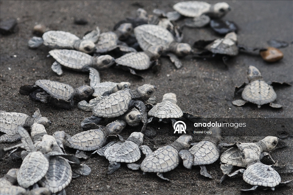 500 Olive Ridley sea turtles released into ocean in Philippines to raise conservation awareness 