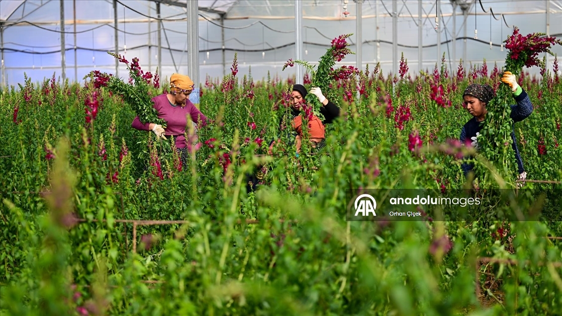 Kesme çiçek ihracatında "aslanağzı" alternatif oldu