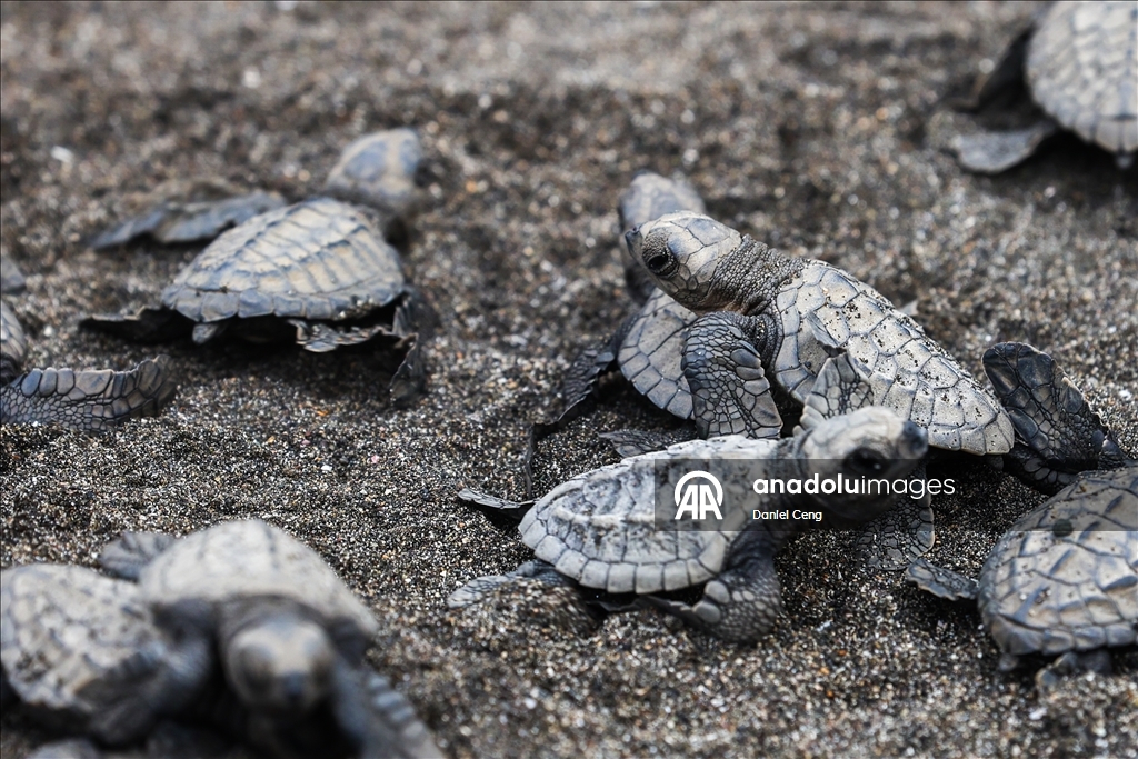 500 Olive Ridley sea turtles released into ocean in Philippines to raise conservation awareness 