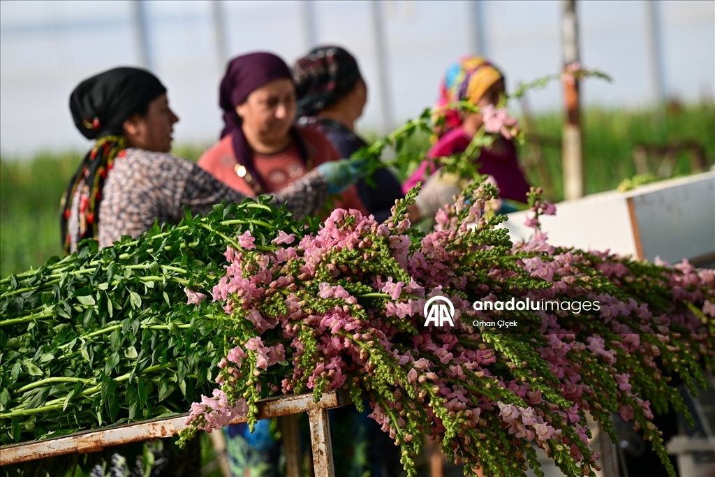 Kesme çiçek ihracatında "aslanağzı" alternatif oldu
