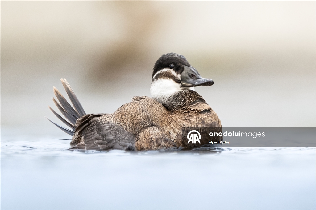 Редкие белоголовые савки замечены в турецком Коджаэли