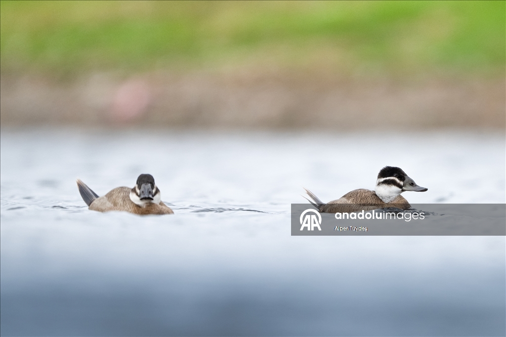 Редкие белоголовые савки замечены в турецком Коджаэли