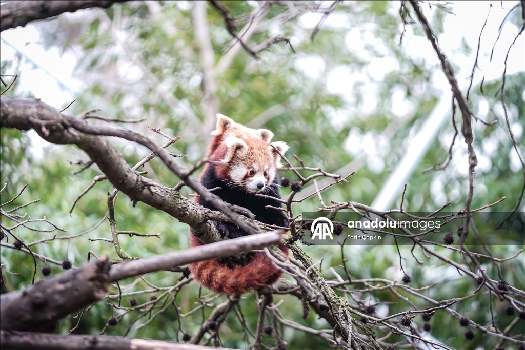 Bursa Hayvanat Bahçesi'nde kırmızı panda yavrularına özenle bakılıyor