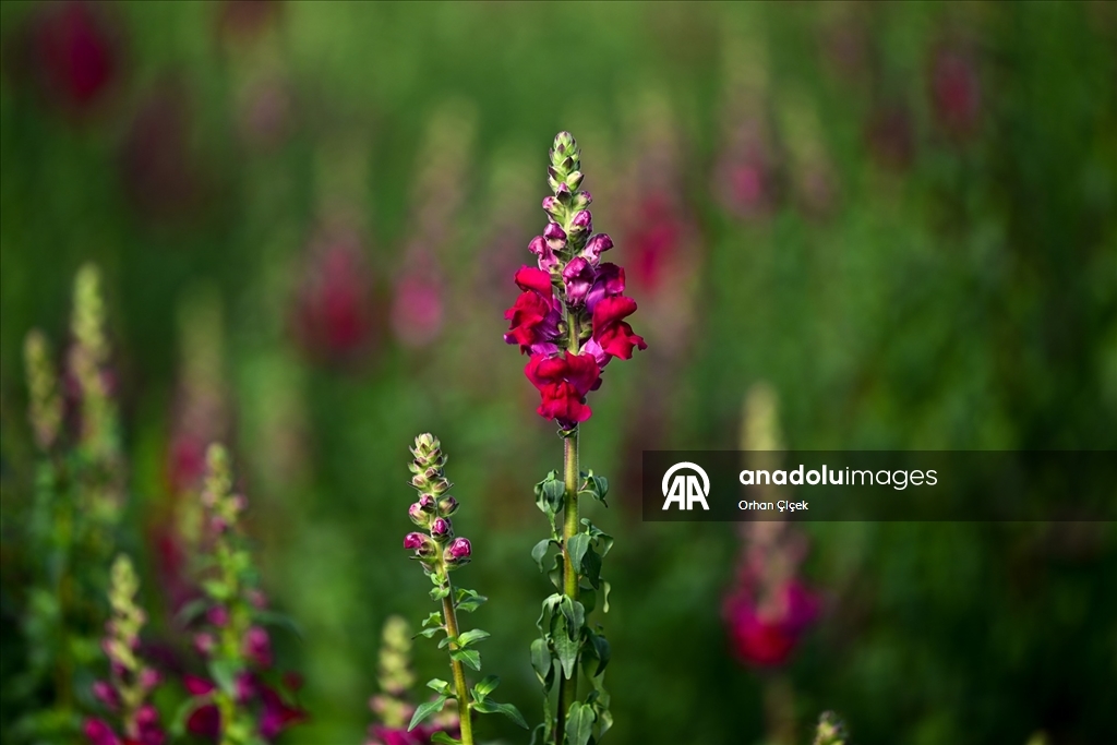 Kesme çiçek ihracatında "aslanağzı" alternatif oldu