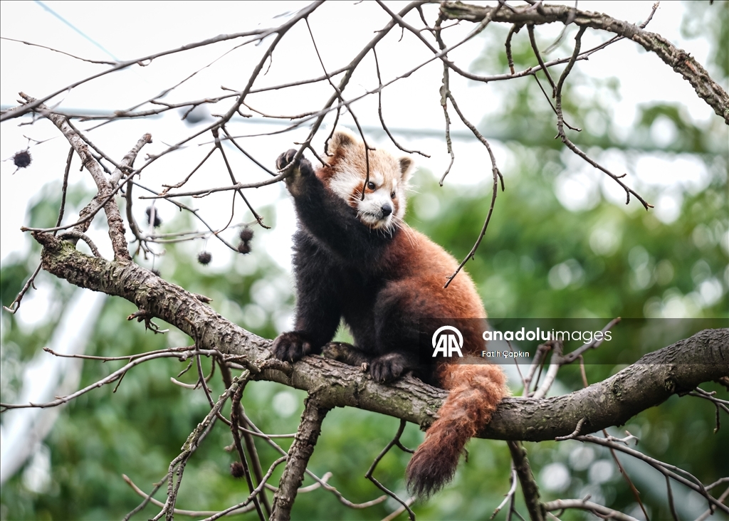Bursa Hayvanat Bahçesi'nde kırmızı panda yavrularına özenle bakılıyor