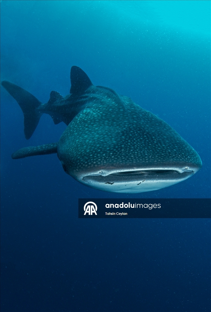 "قرش الحوت" يساهم بازدهار سياحة "الغوص" في جزر المالديف