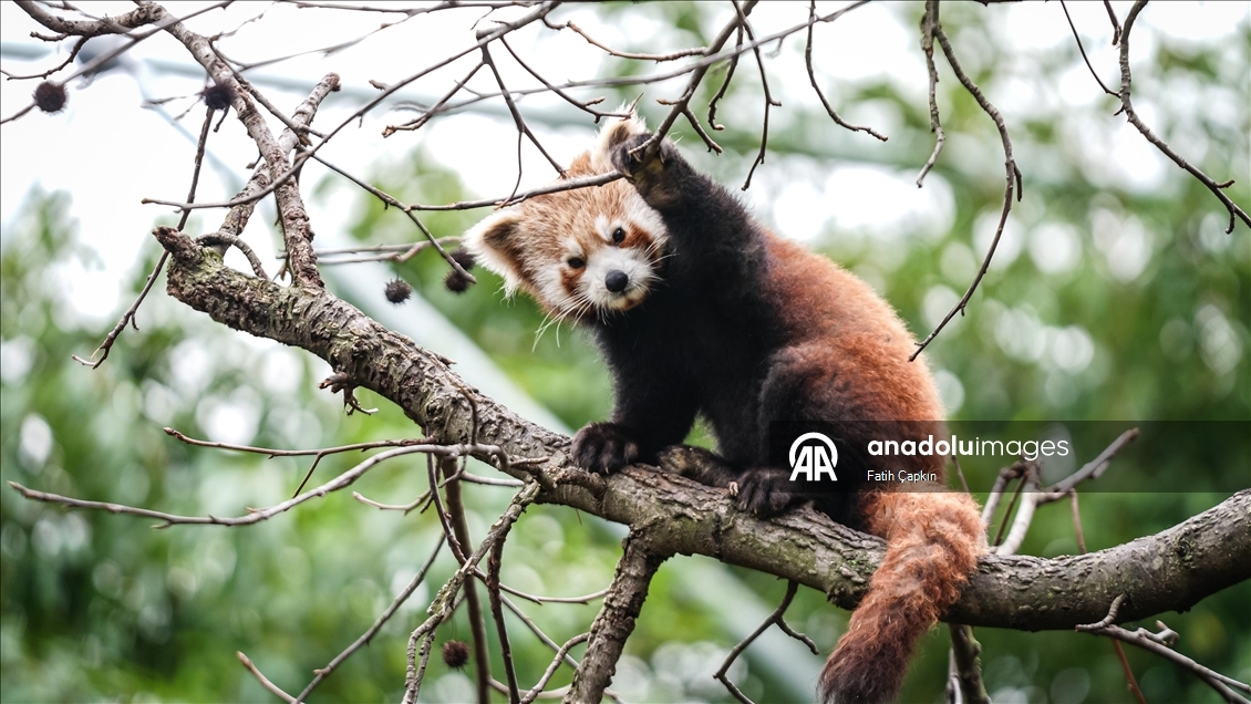 Bursa Hayvanat Bahçesi'nde kırmızı panda yavrularına özenle bakılıyor