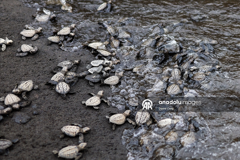 500 Olive Ridley sea turtles released into ocean in Philippines to raise conservation awareness 