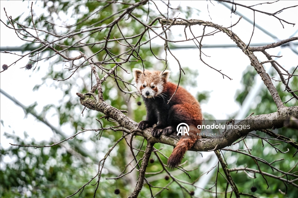 Bursa Hayvanat Bahçesi'nde kırmızı panda yavrularına özenle bakılıyor