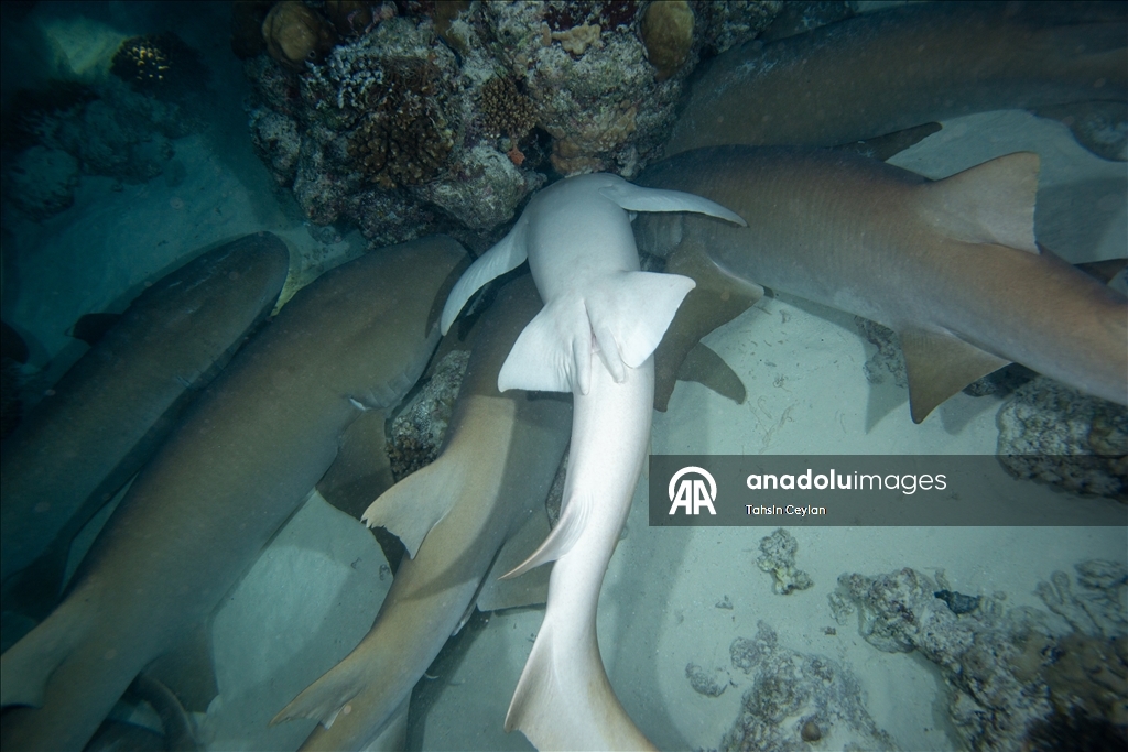 "قرش الحوت" يساهم بازدهار سياحة "الغوص" في جزر المالديف