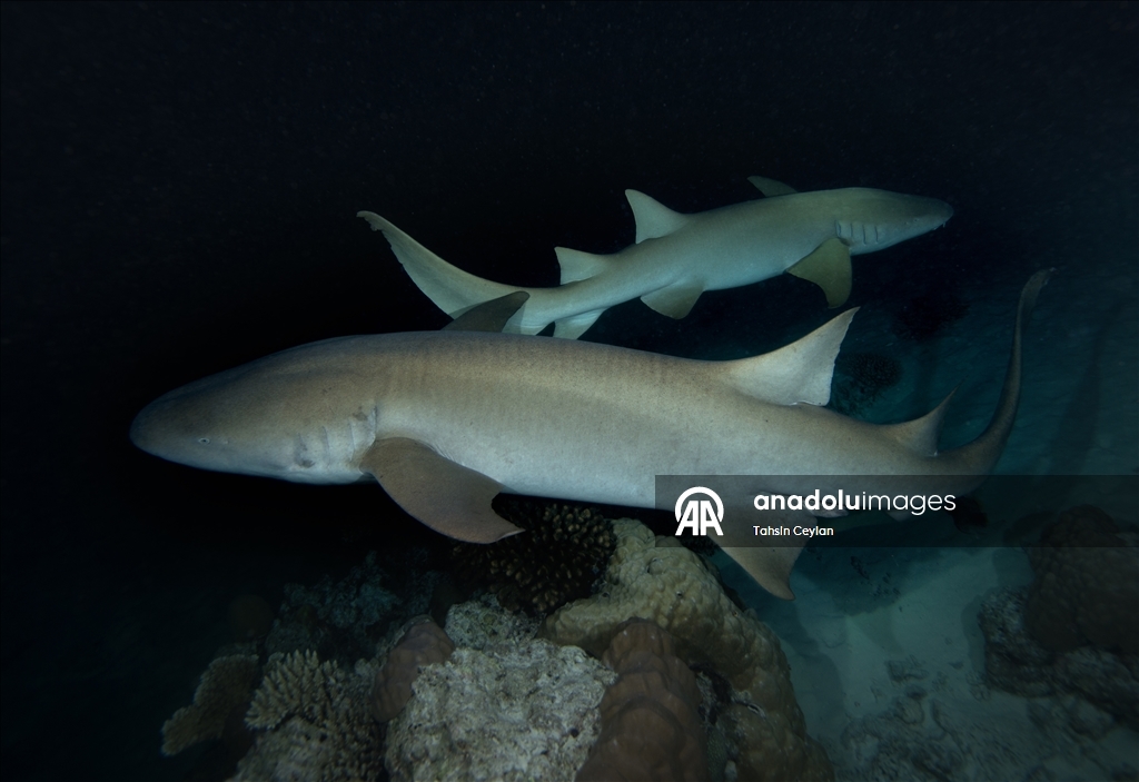 "قرش الحوت" يساهم بازدهار سياحة "الغوص" في جزر المالديف