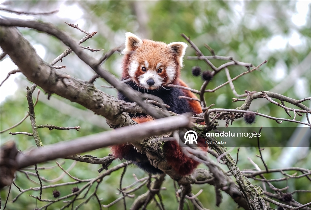 Bursa Hayvanat Bahçesi'nde kırmızı panda yavrularına özenle bakılıyor