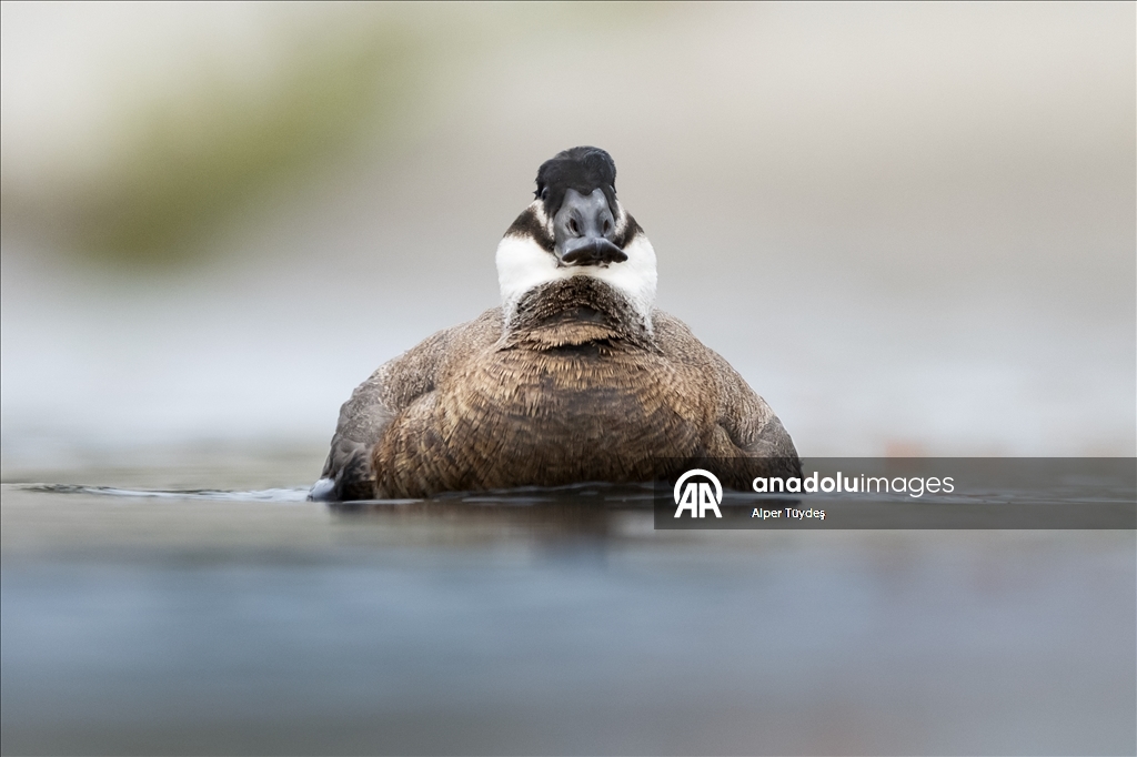 Редкие белоголовые савки замечены в турецком Коджаэли