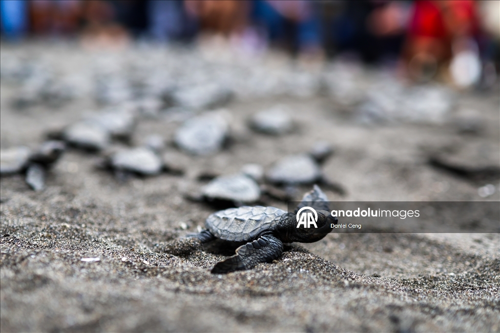500 Olive Ridley sea turtles released into ocean in Philippines to raise conservation awareness 