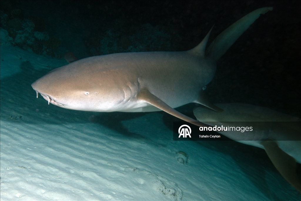 "قرش الحوت" يساهم بازدهار سياحة "الغوص" في جزر المالديف