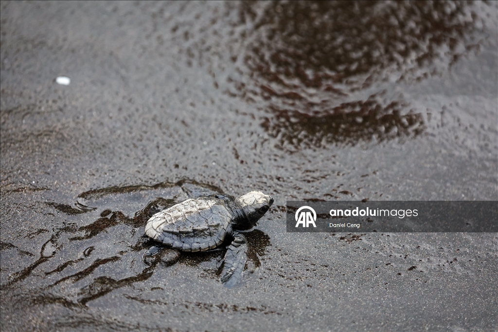 500 Olive Ridley sea turtles released into ocean in Philippines to raise conservation awareness 