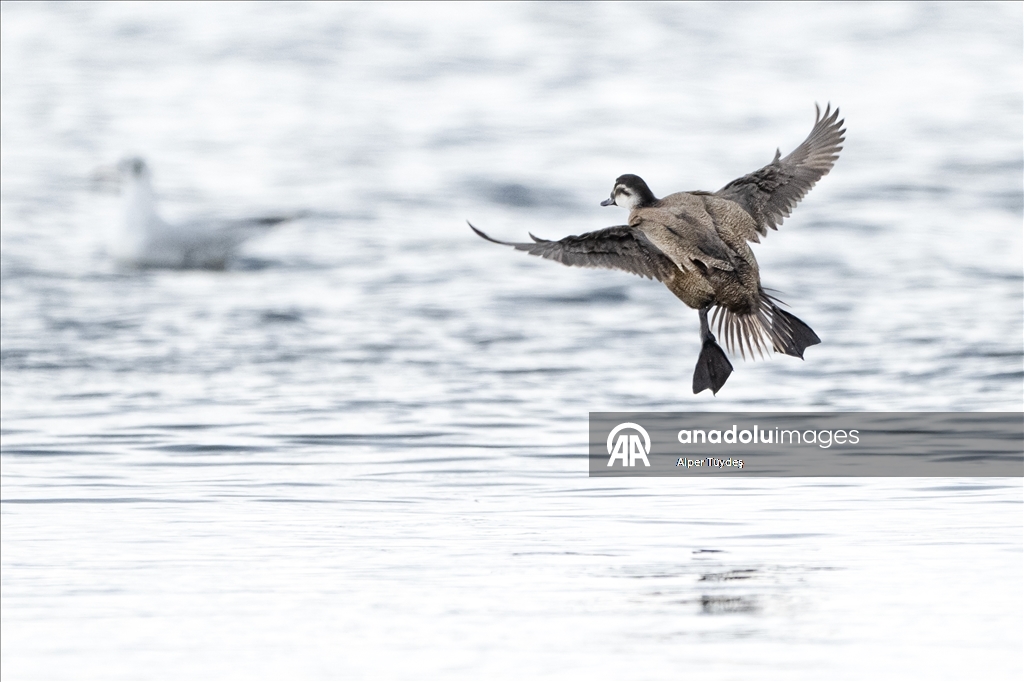Редкие белоголовые савки замечены в турецком Коджаэли